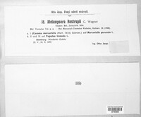 Melampsora rostrupii image